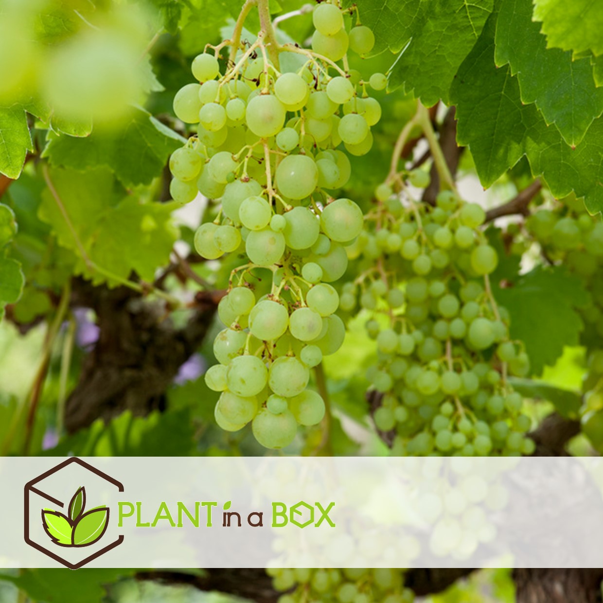 Plants de raisin - set de 3 - vitis vinifera - blanc - pot 9cm - hauteur 25-40cm
