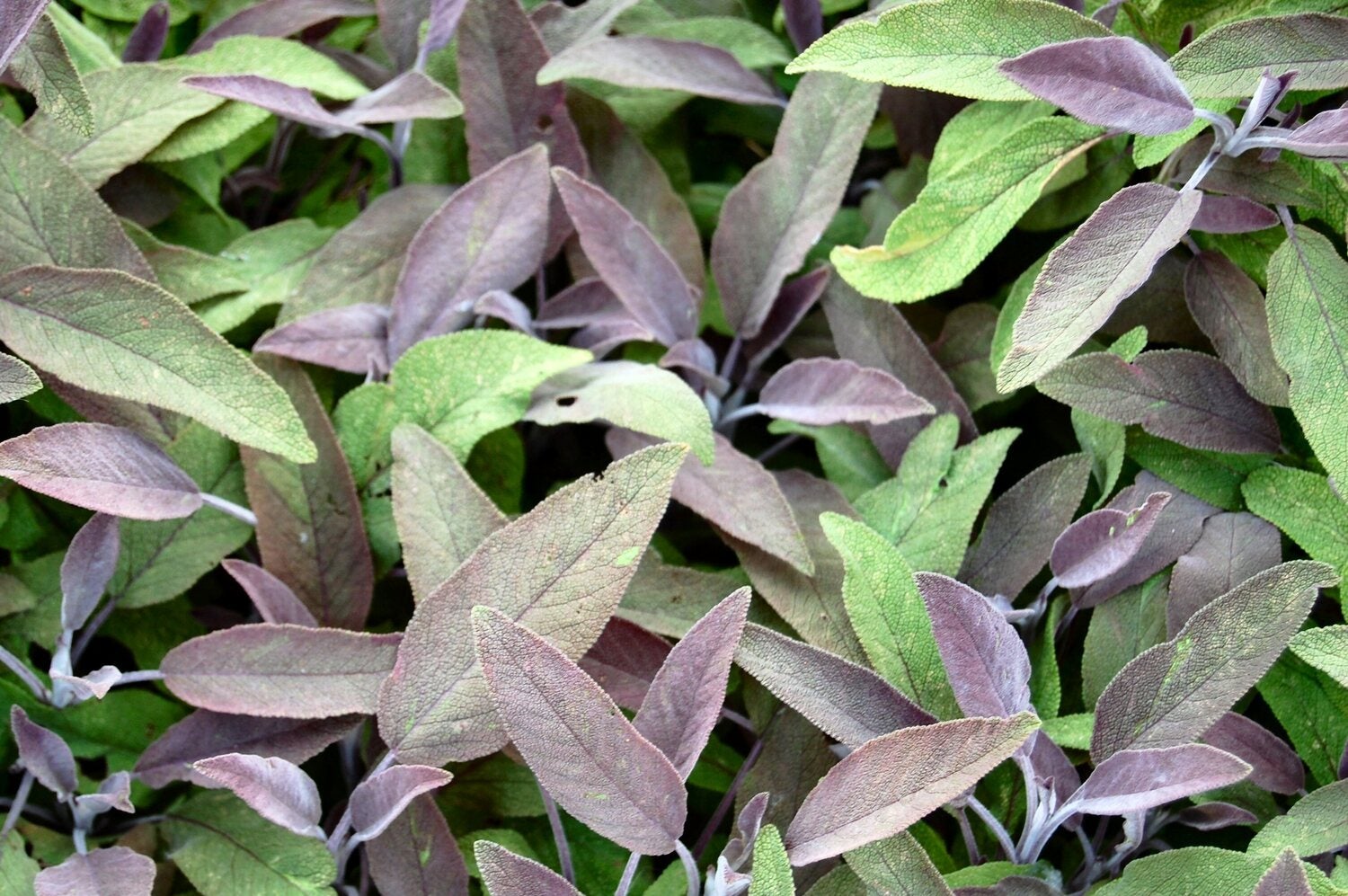 Biologische Roodbladige Salie (Salvia officinalis 'Purpurascens') D 13 H 15 cm