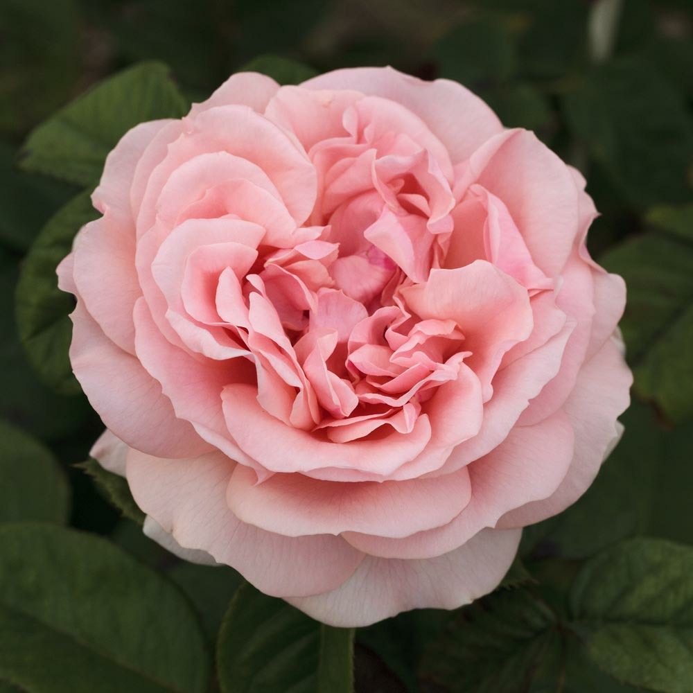 Rosier donatella ® meikerira sans motte