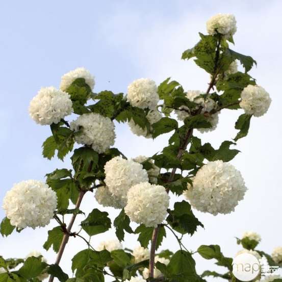 Viburnum opulus ' Roseum ' : H 80/100 cm ctr 10 litres