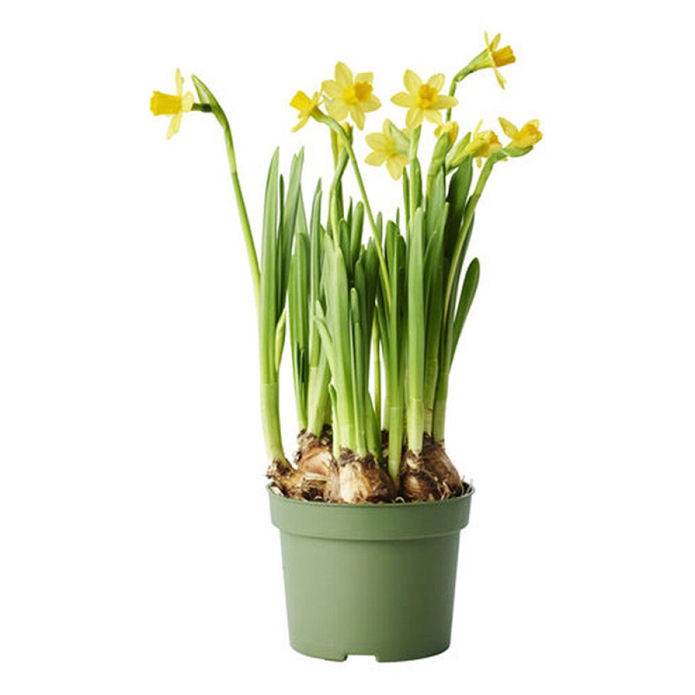 PÅSKELILJE MINI TÊTE-À-TÊTE 12CM GUL