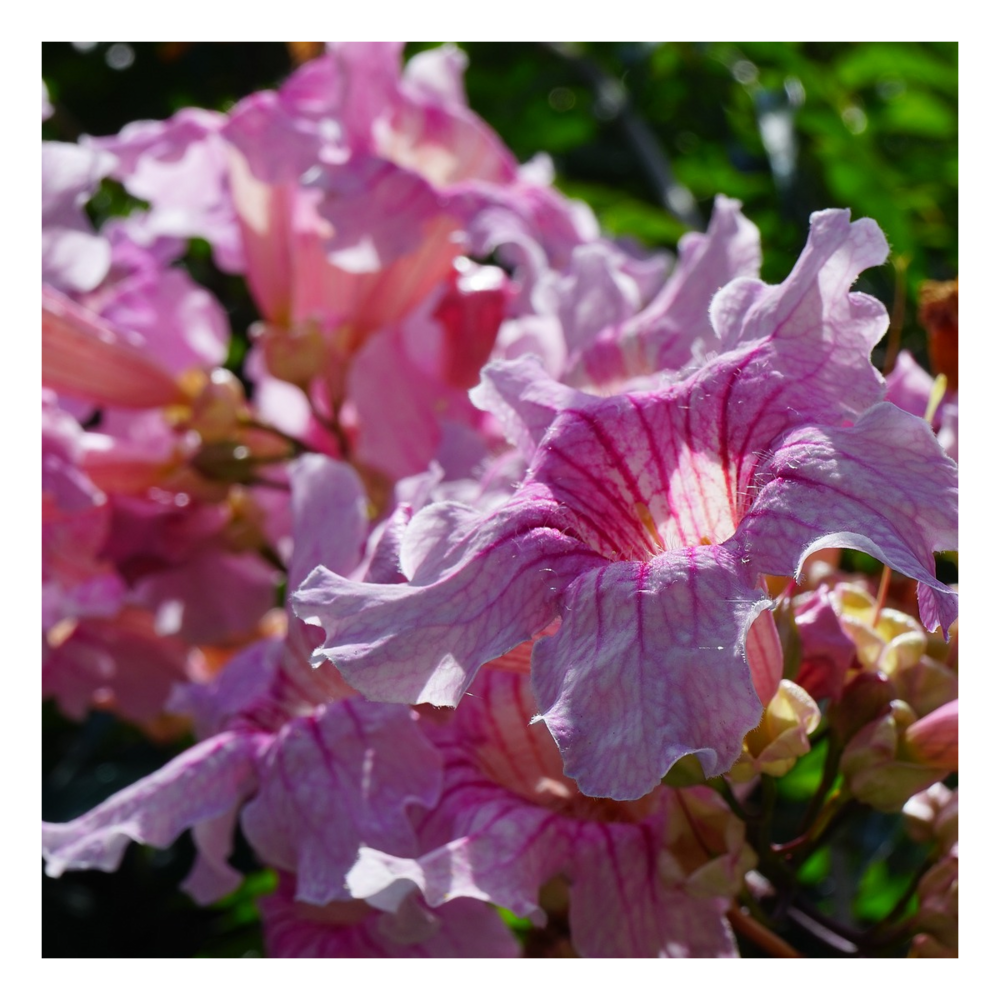 Bignone rose comtesse sarah/podranea ricasoliana 'comtesse sarah'[-]pot de 3l - 60/120 cm