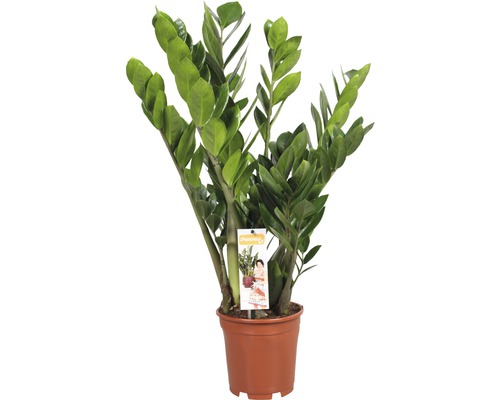 ZZ plant FloraSelf Zamioculcas zamiifolia H 80-100 cm Ø 21 cm pot