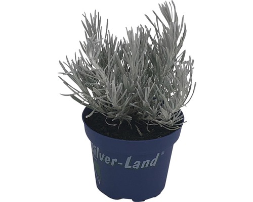 Silver-Land® FloraZelfstandige sortering, pot Ø 12 cm, willekeurige selectie van variëteiten