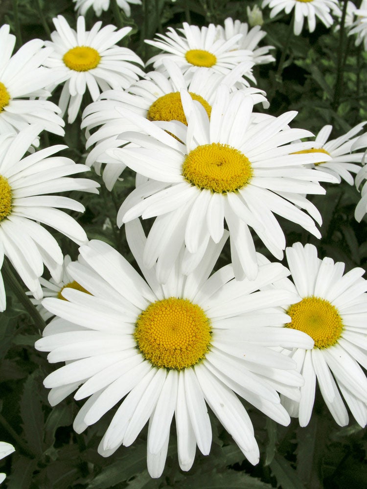 Margriet (Leucanthemum superbum 'Silberprinzesschen') D 9 H 5 cm