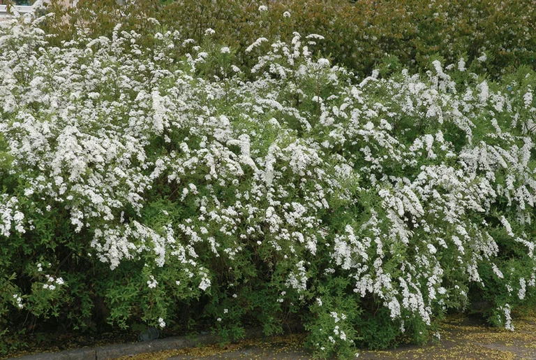 Spiraea x cinerea 'Grefsheim' Brudespirea 'Grefsheim' Ø15 cm