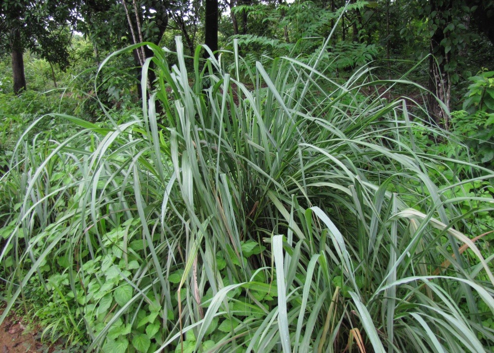 Kit cadeau - lemongrass de l'inde - 50 graines - cymbopogon flexosus