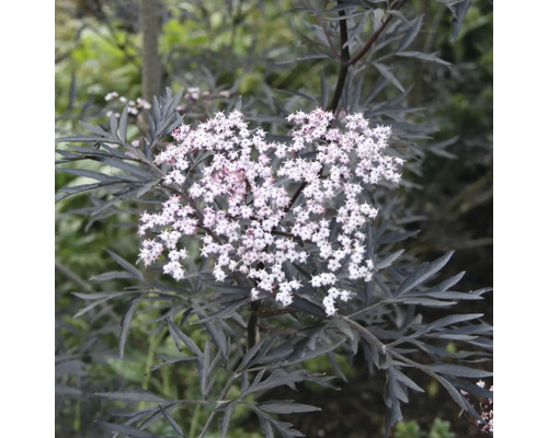 Zwarte Vlierbes FloraSelf Sambucus nigra 'Black Lace' H 50-60 cm Co 5 L