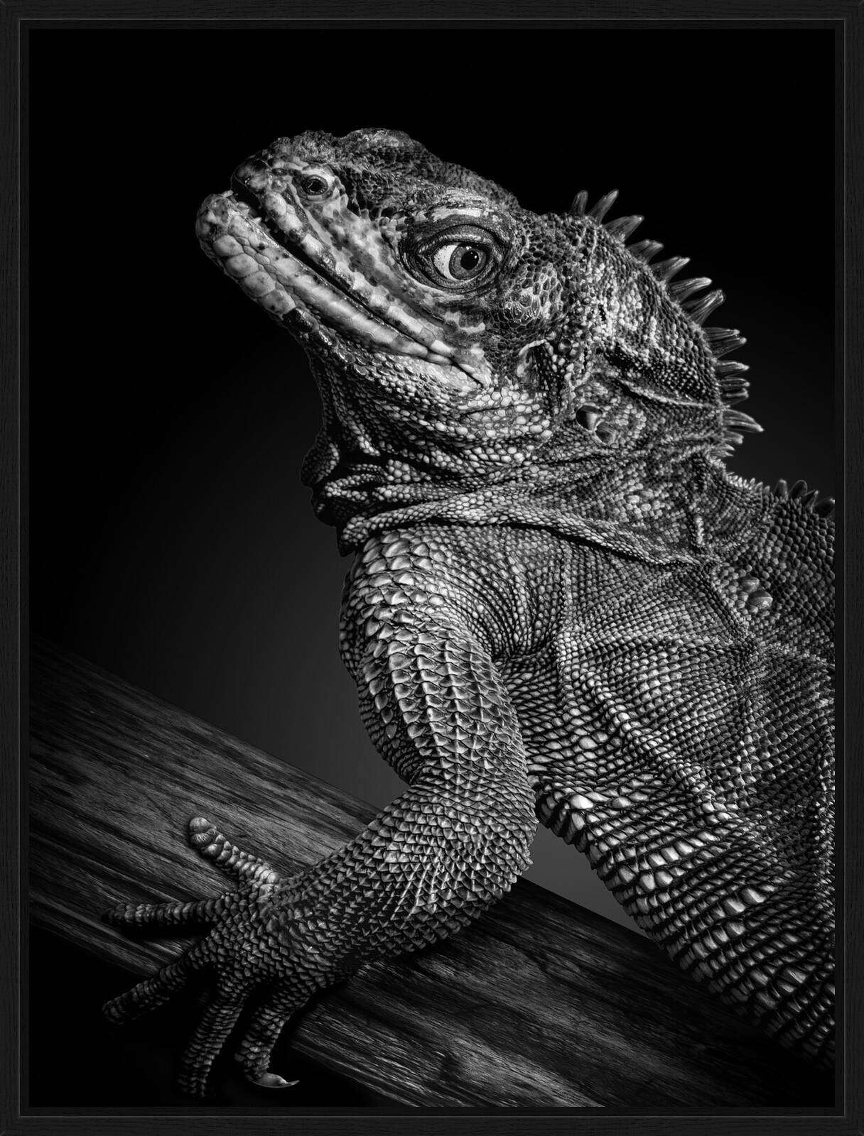 Leguan by Mikhail Kirakosyan - Limited Edition. Edition of: 150. Signed.