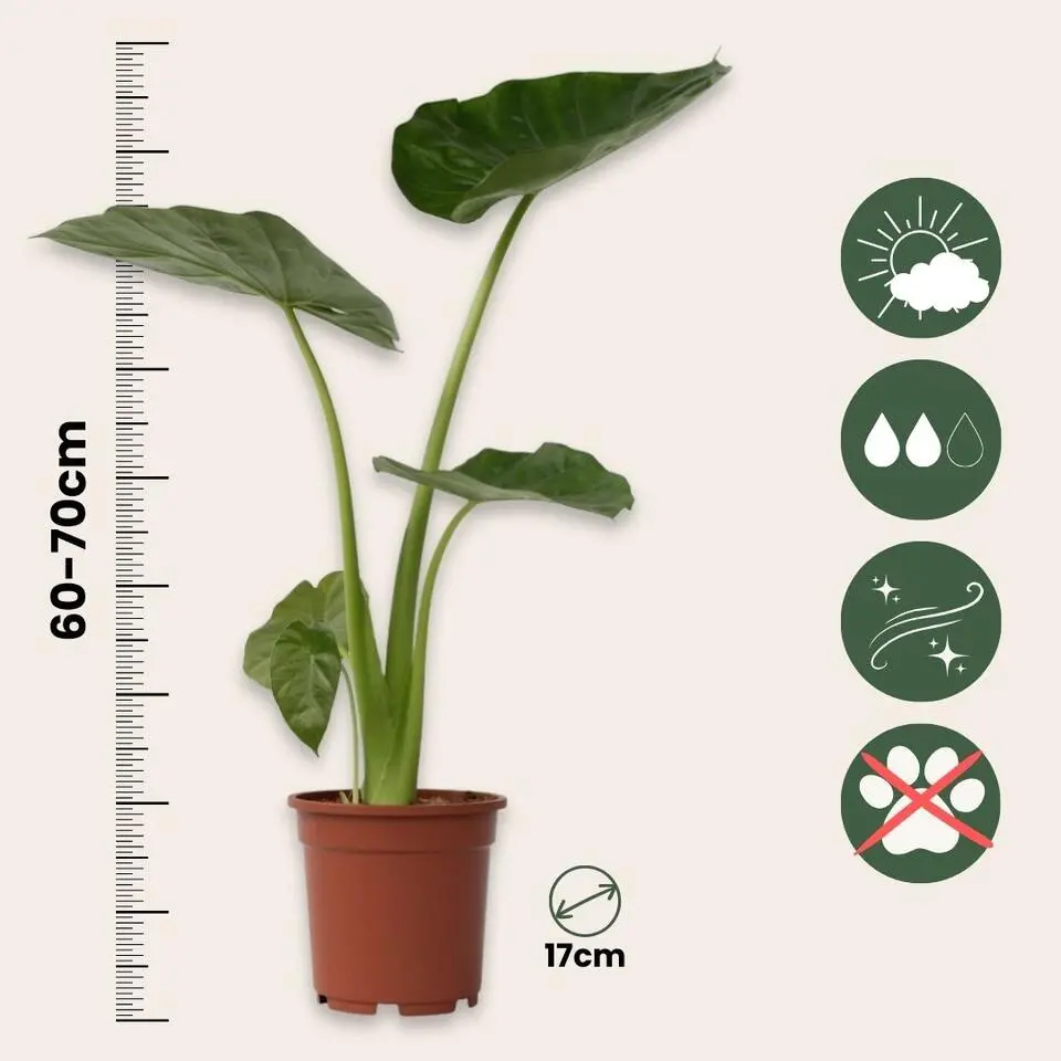 Olifantsoor - Set van 2 - Alocasia 'Macrorrhizos' - Hoogte 60-70cm - ⌀17cm