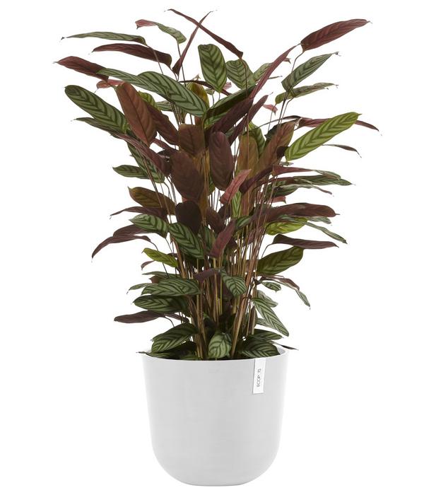 Ecopots Kunststoff-Topf Oslo mit Wassersystem,