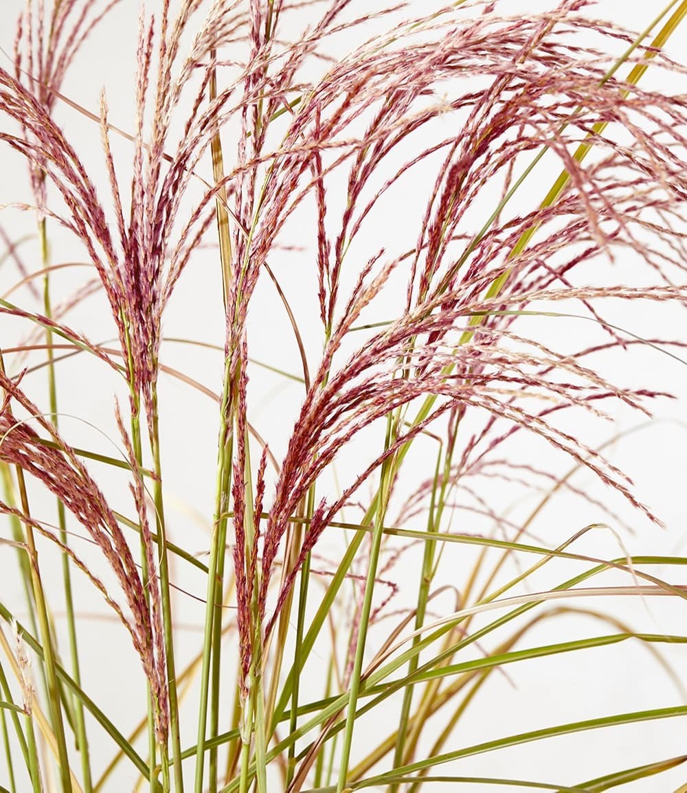 Miscanthus 'Red Cloud®'