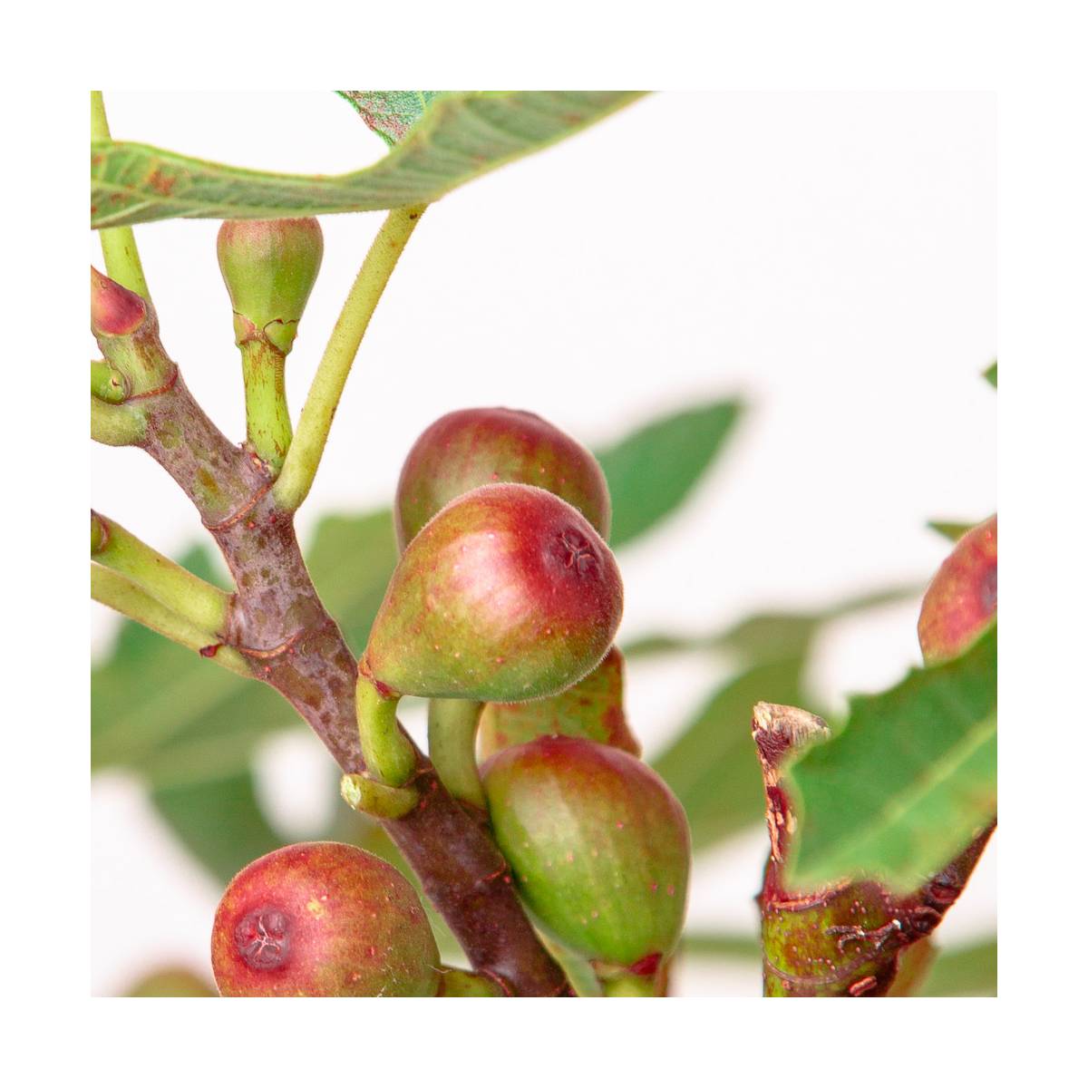 Figuier nain little miss figgy/ficus carica little miss figgy[-]pot de 7,5l - 40/60 cm