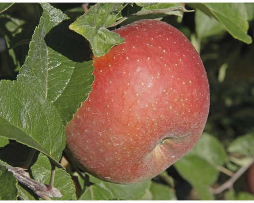 Biologische Winter Appel FloraZelf Biologisch Malus domestica 'Goldparmäne' Stamhoogte ca. 60 cm Totale hoogte 130-150 cm Co 7.5 L Struik