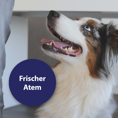 Canosept Zahnpflege Pads für Hunde