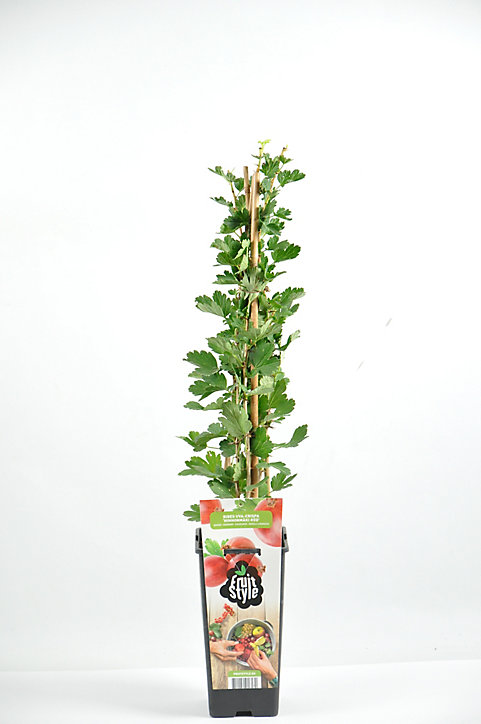 Groseille à maquereaux pot 2L