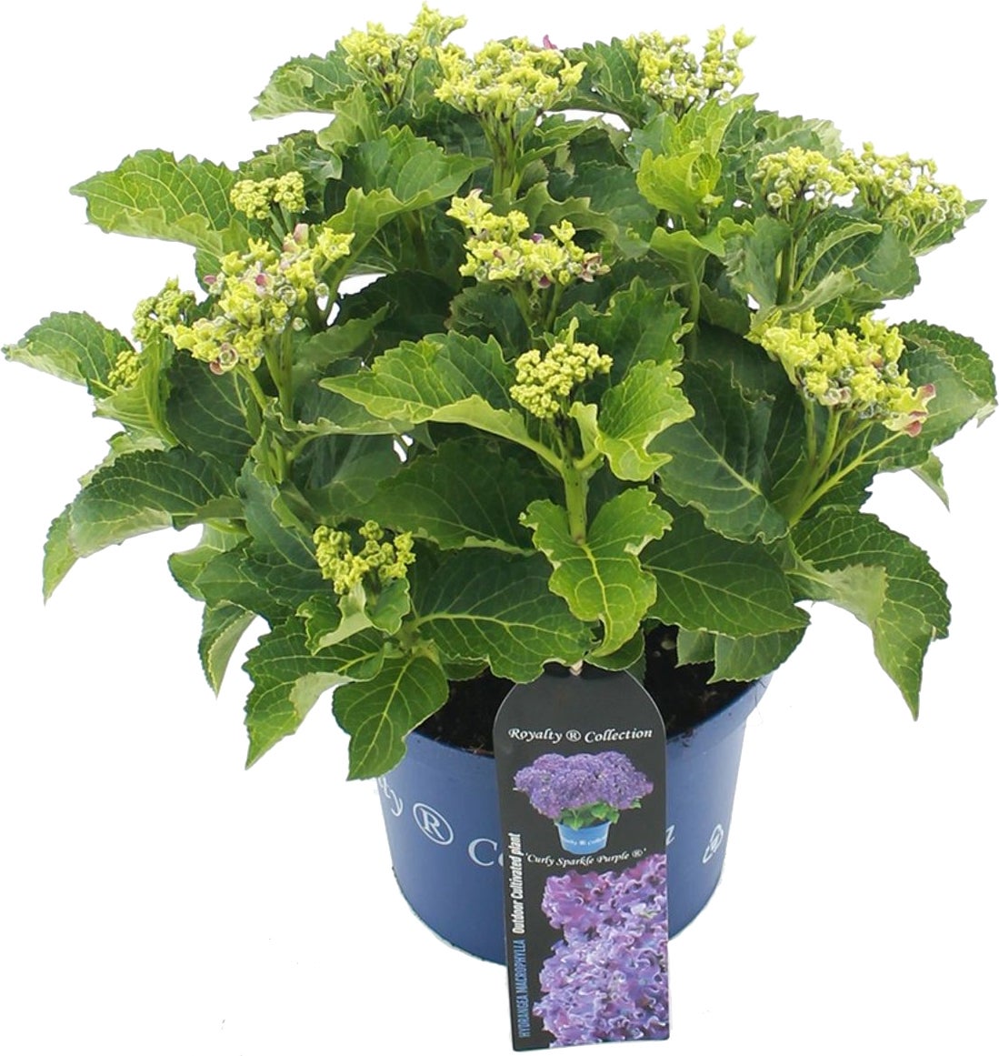 Hortensia (Hydrangea macrophylla 'RC Curly Sparkle Purple') D 23 H 45 cm