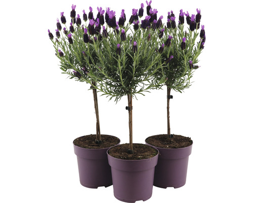Franse lavendel op stam FloraSelf Lavandula stoechas 'Anouk' H 40-50 cm Ø 15 cm pot