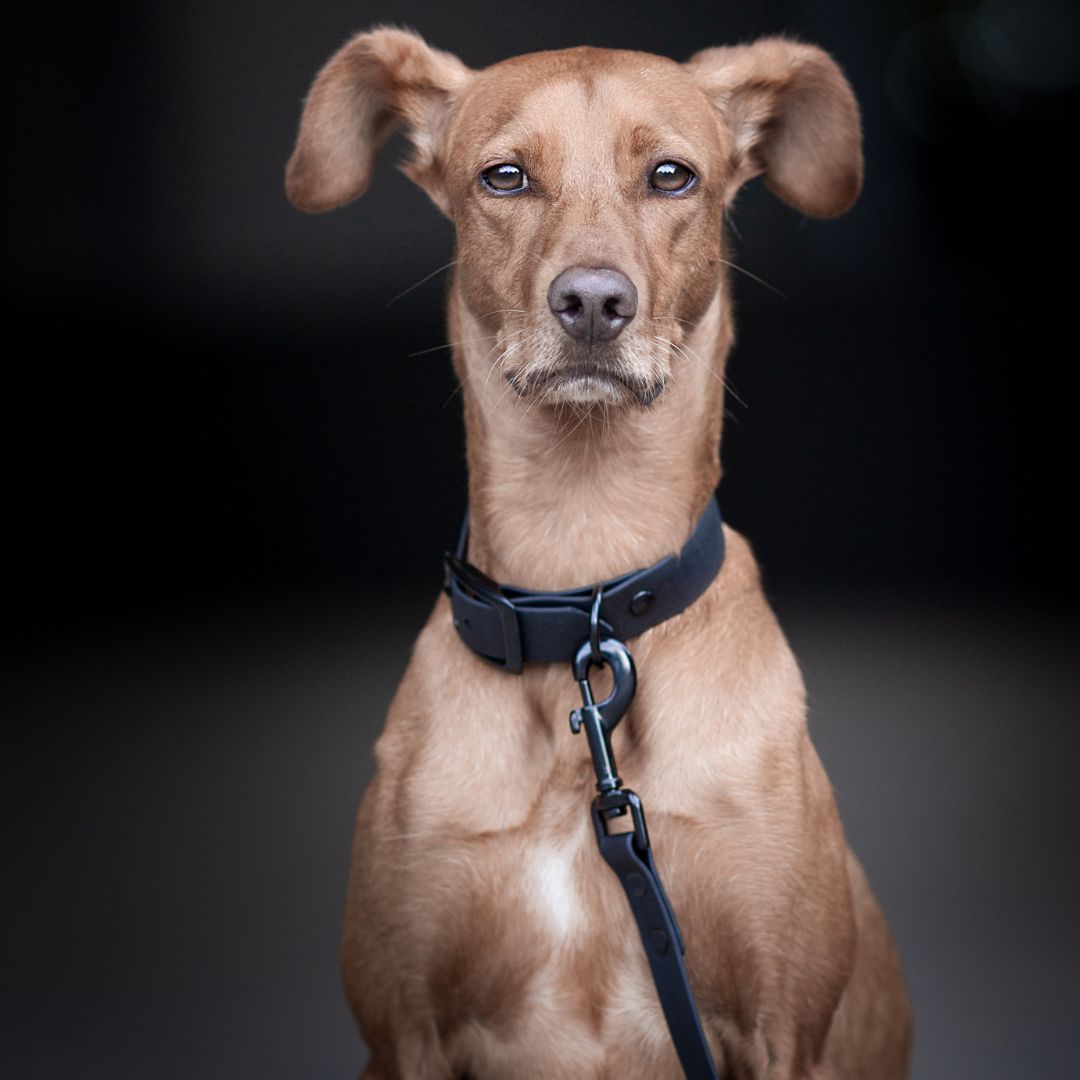 BioThane® City-Leine NEO Black - WOOFSTUFF