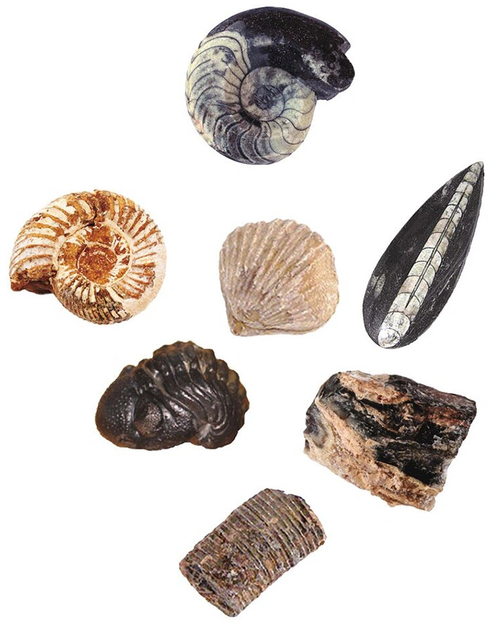 Ausgrabungsset EXPEDITION NATUR - FOSSILIEN