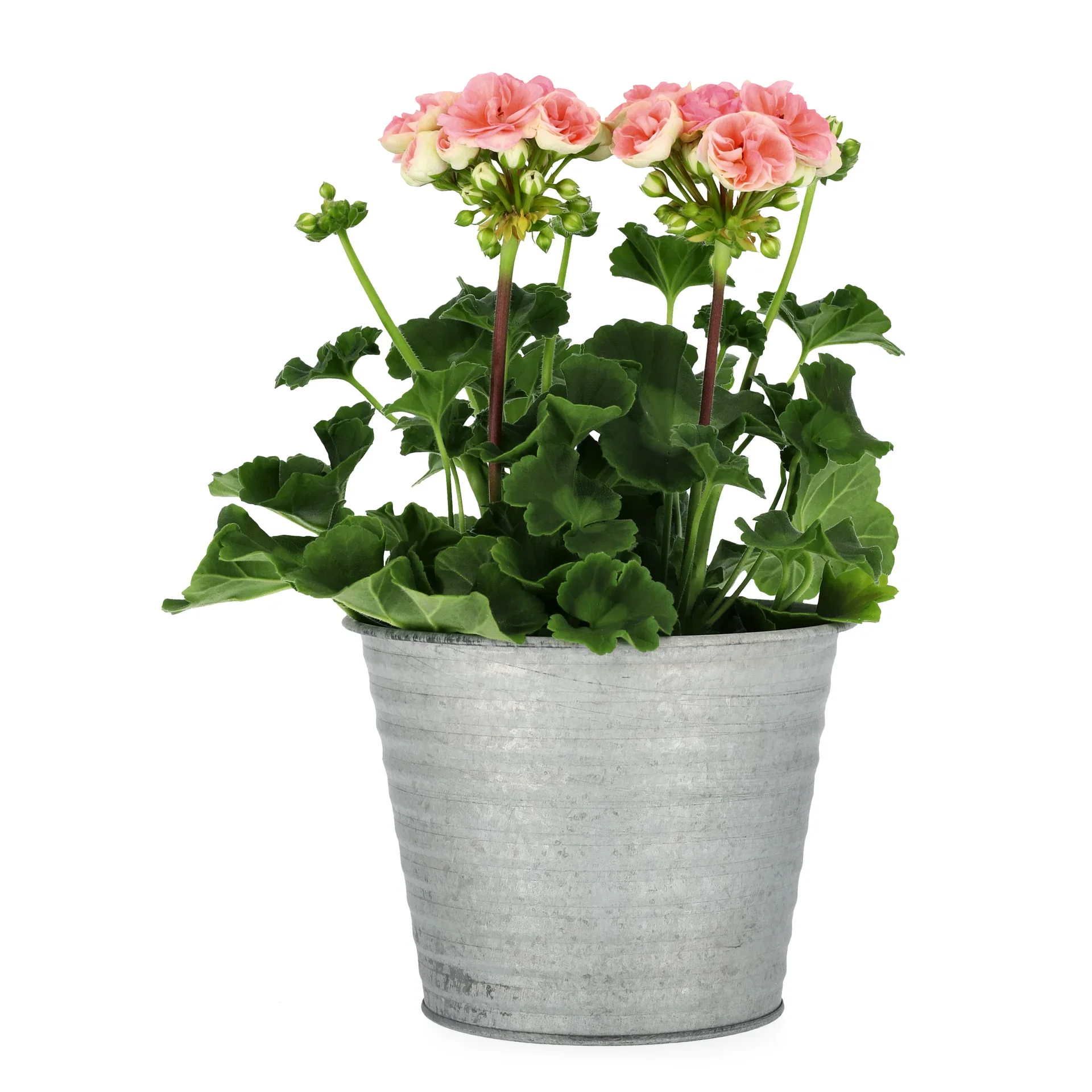 Pelargonium x hortorum Pelargonia 'Astrid' Ø14 cm
