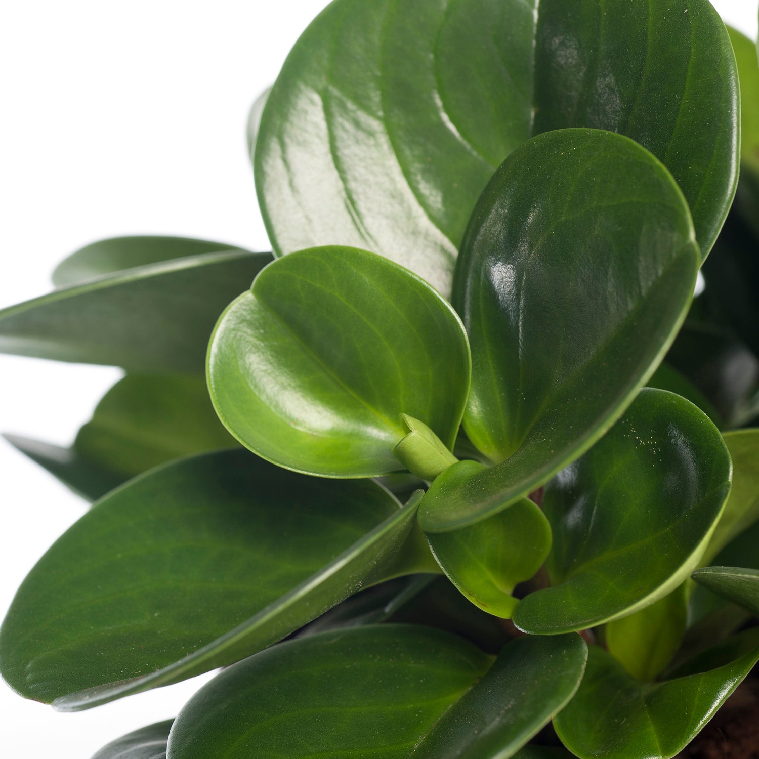 Peperomia (Peperomia obtusifolia 'Green Gold') D 15 H 25 cm