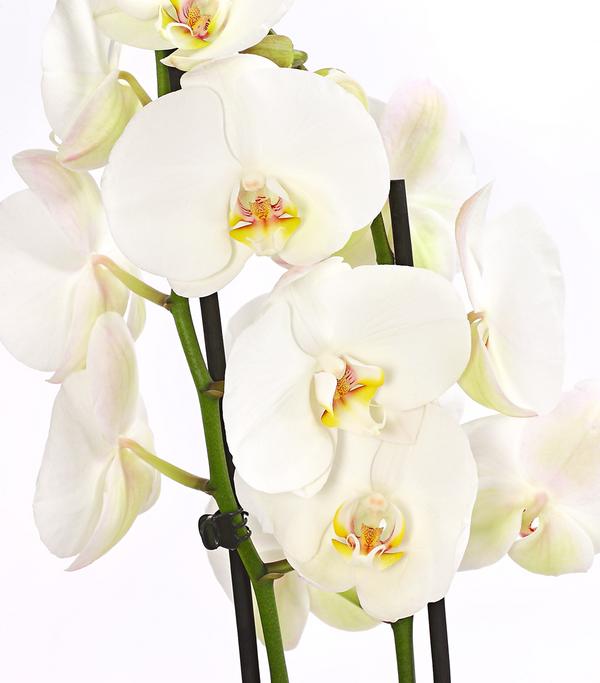 Schmetterlingsorchidee - Phalaenopsis