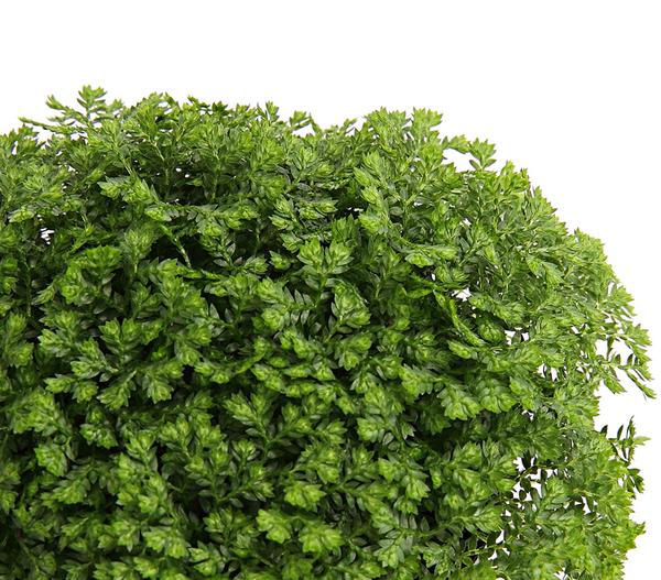 Moosfarn - Selaginella apoda