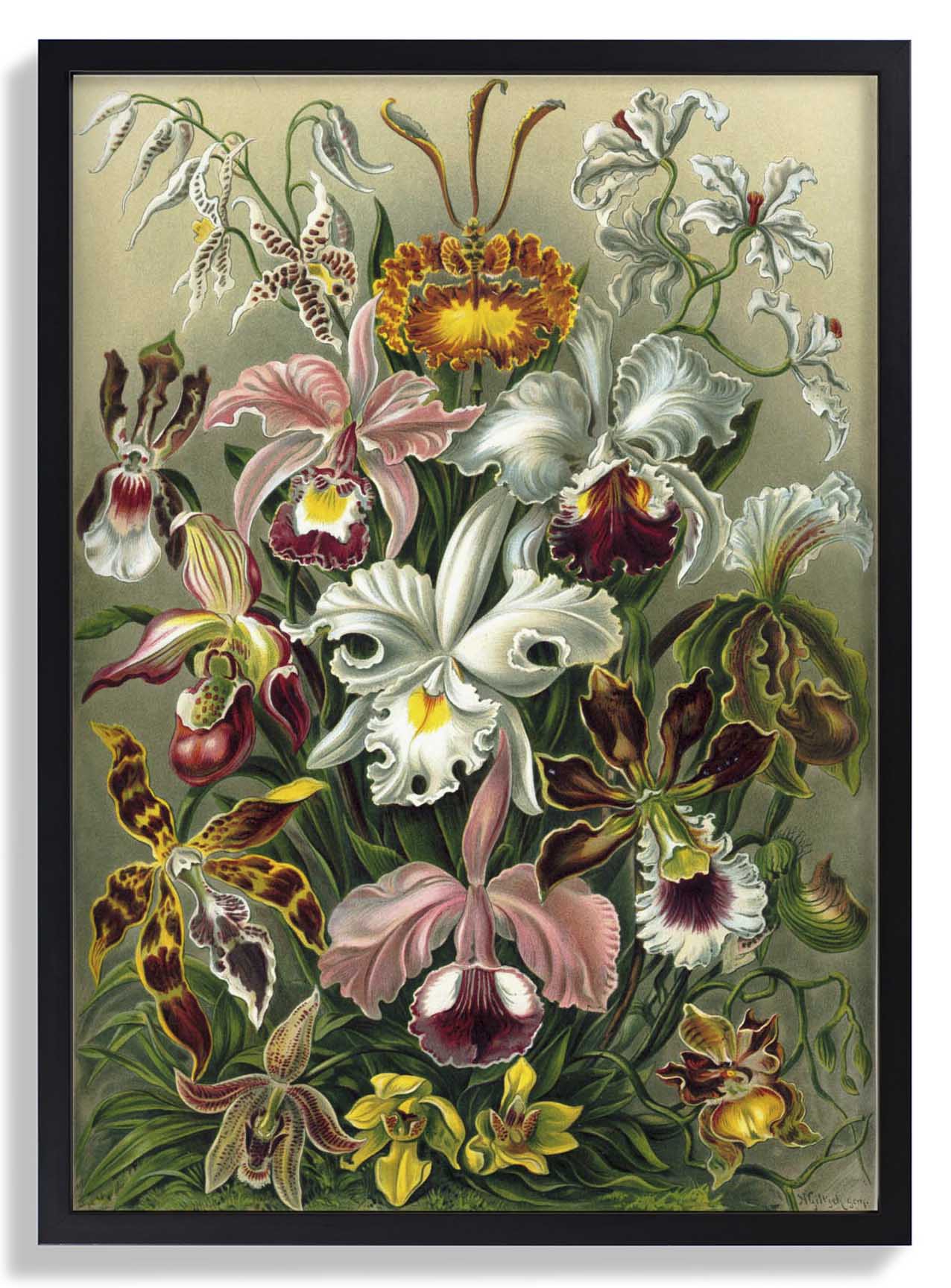 Orchideae Lilly Flowers von Ernst Haeckel