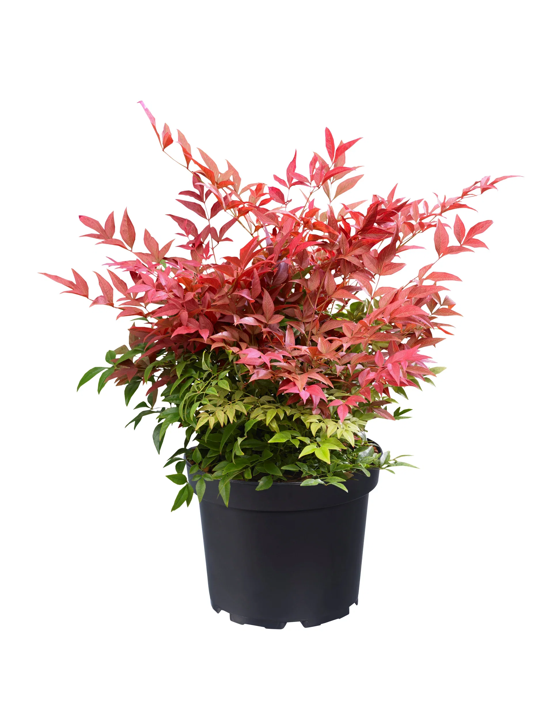Nandina domestica OBSESSED ('Seika') Himmelsk bambus 'Obsessed' Ø17 cm