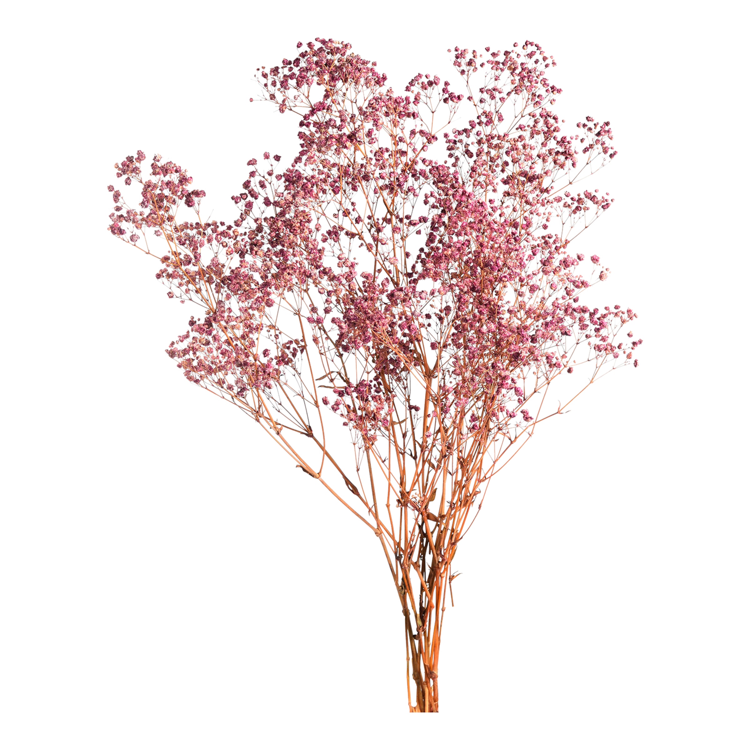 beere, L 55 cm
