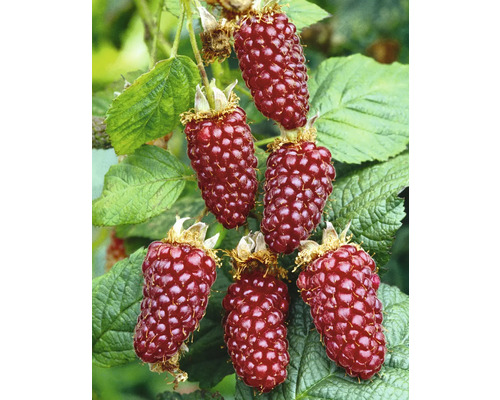 Biologische framboos-braam 'Buckingham Tayberry' FloraSelf Organic Co 2 L Framboos met braamsmaak, doornloos, vormt uitlopers