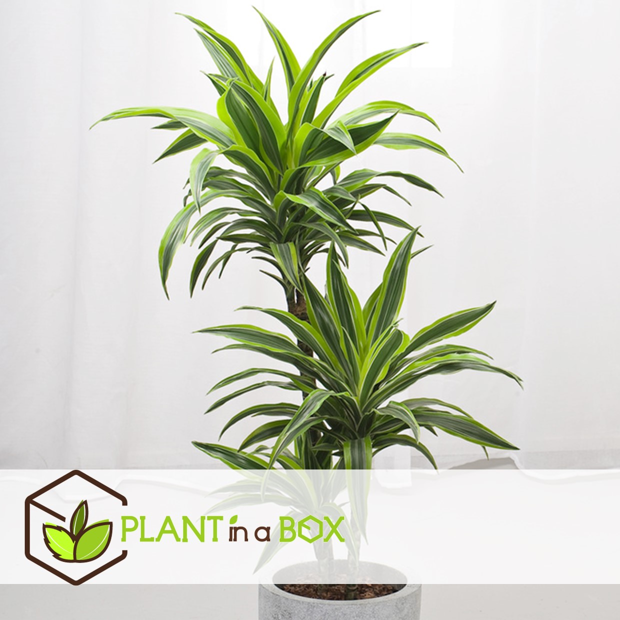 Dracaena deremensis - lemon lime - dragonniers - set de 2