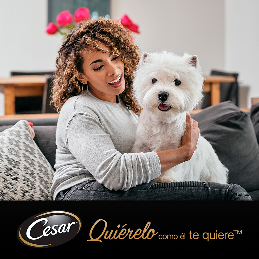 Molho de Carnes Mistas Cesar em Sachê para Cães - Pacote com Vários