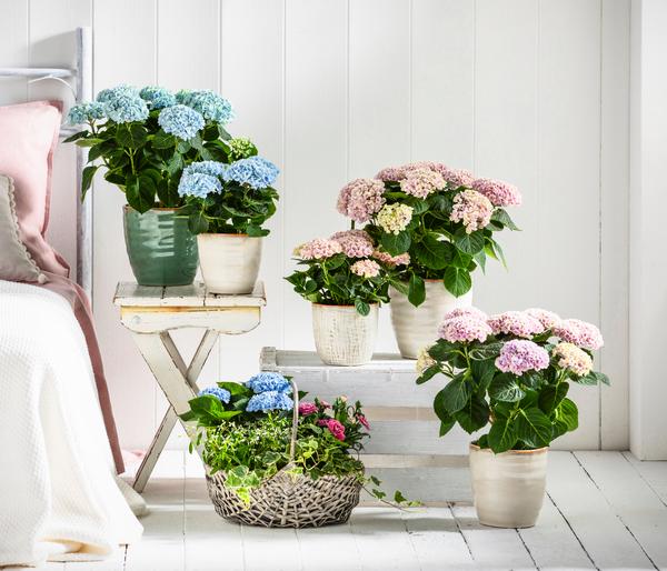 Hortensie 'Magical', verschiedene Farben