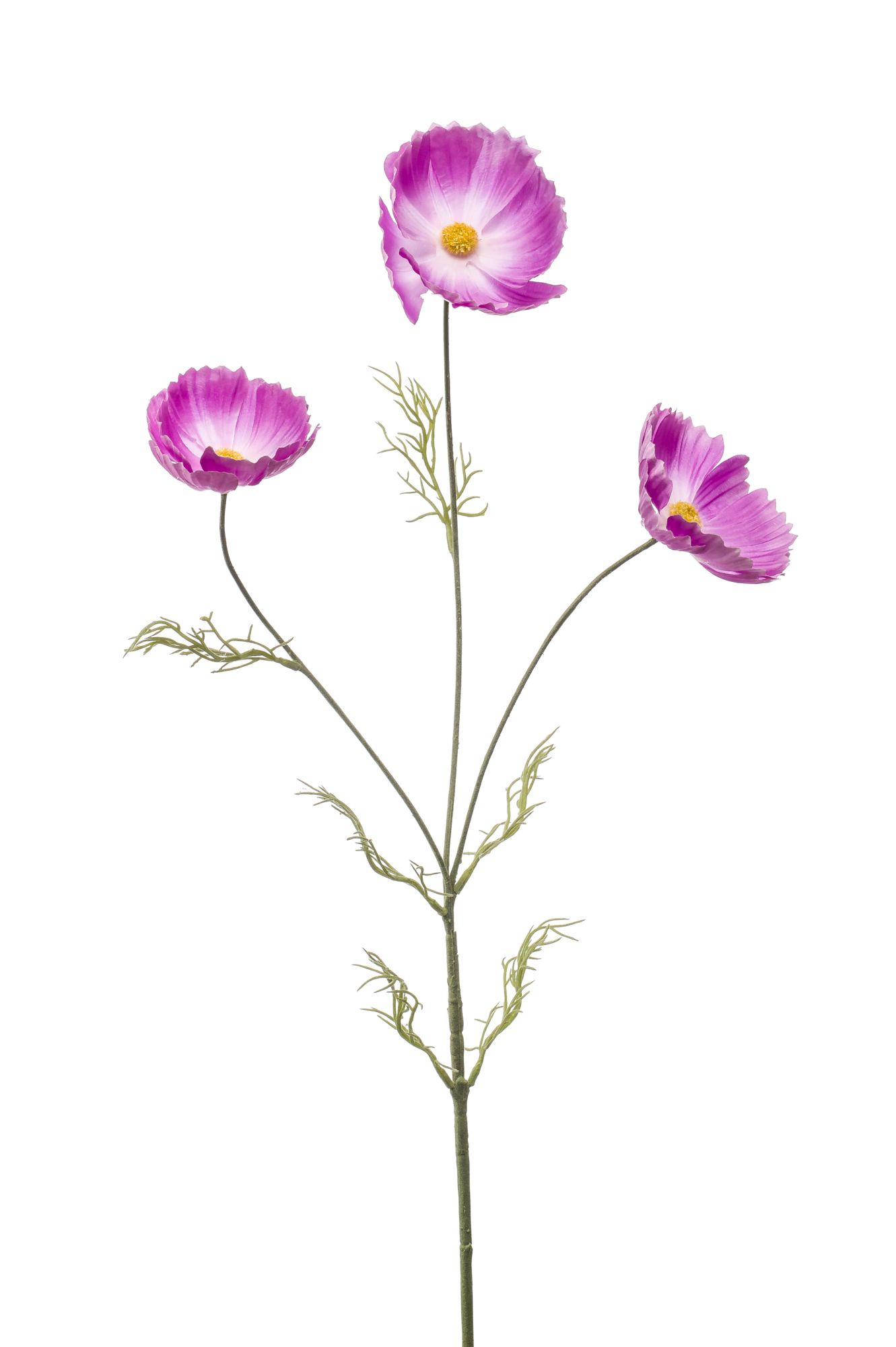 Cosmos spray