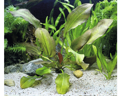 Zwaardplant 'Little Bear' - Echinodorus 'Jungle Star' nr. 2