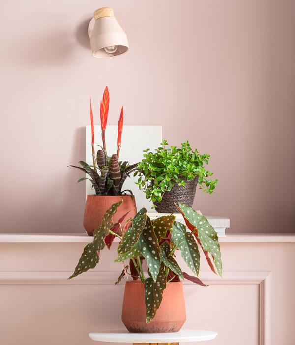 Vriesea - Vriesea cultivars 'Era'