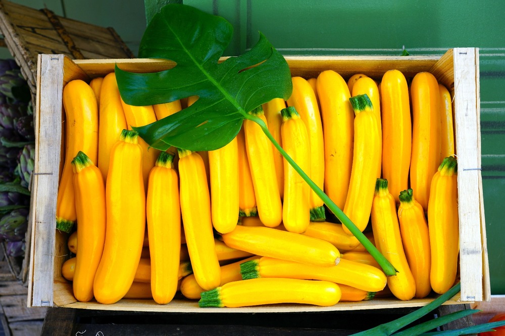 Kit cadeau - bio - courgette - gold rush - 5 graines - cucurbita pepo var. Cylindrica
