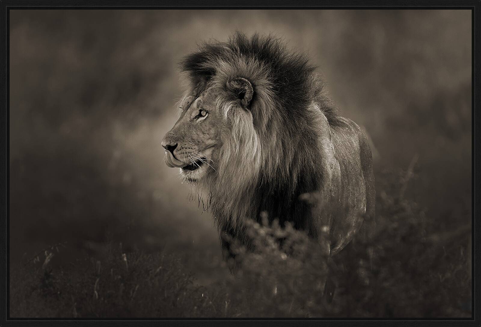 Black Maned Lion by Horst Klemm - Limited Edition. Edition of: 150. Signed.