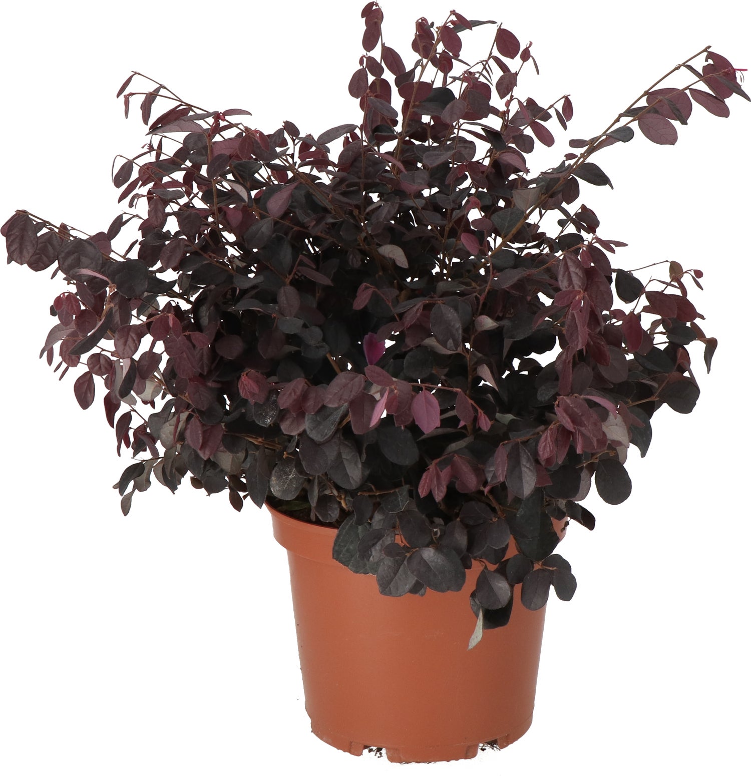 Heksenstruik (Loropetalum chinense 'Black Pearl') D 23 H 60 cm