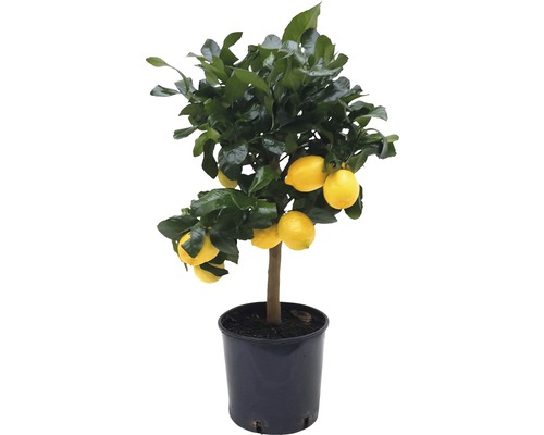 Lemon FloraSelf Citrus Cultivars 'Limon' H 65 cm Ø 21 cm pot