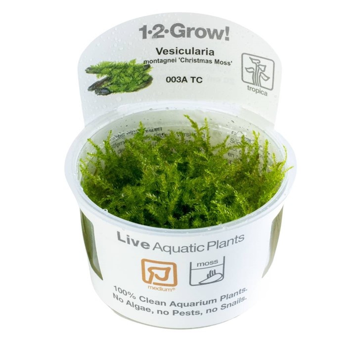 Waterplant Vesicularia Montagnei Christmas Moss