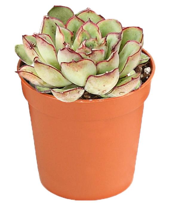 Echeverien-Set - Echeveria, verschiedene
