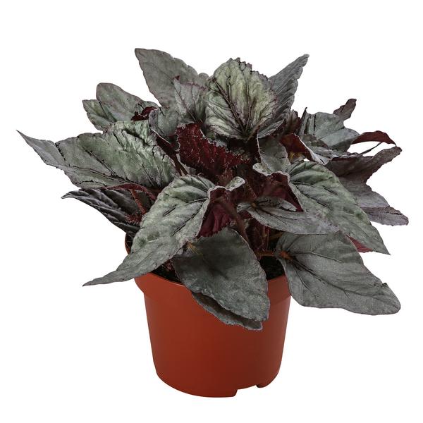 Blattbegonie - Begonia rex-Hybride 'Arctic