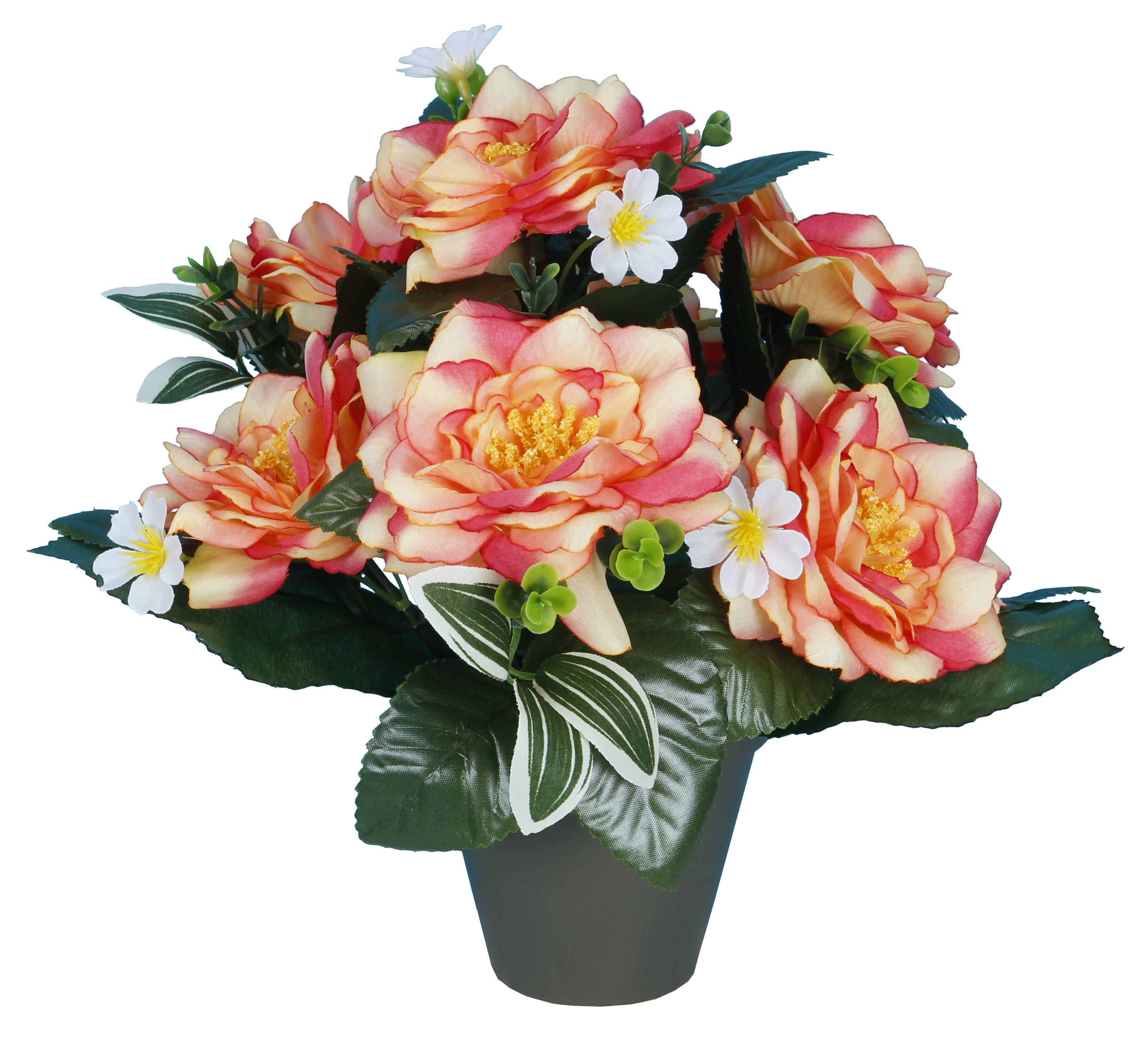 POT CAMELIAS
