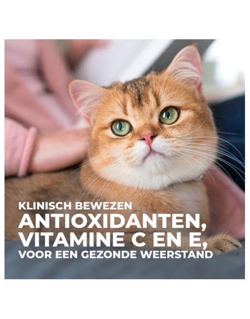 Hill's Feline Adult Oral Care Kip - Kattenvoer