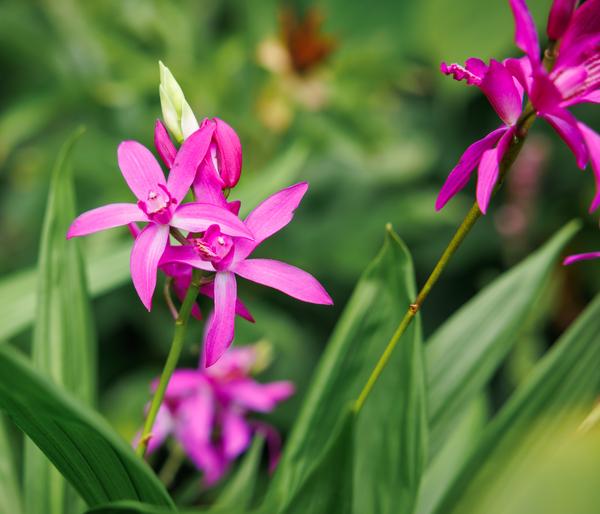 Japanorchidee