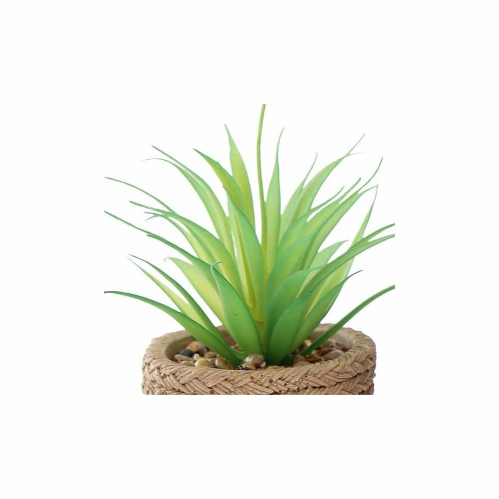 Plante succulente en pot bicolore 8 x 15 cm (lot de 4)
