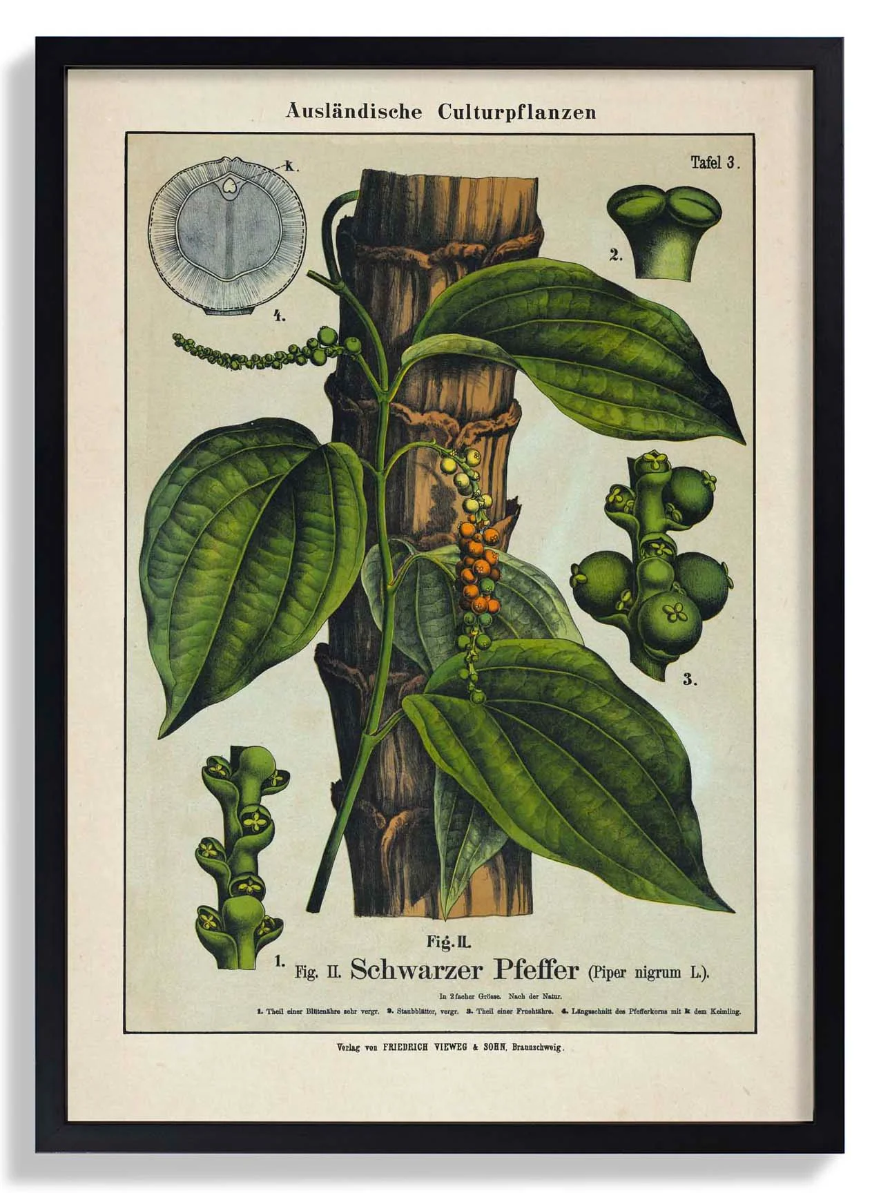 Schwarzer Pfeffer